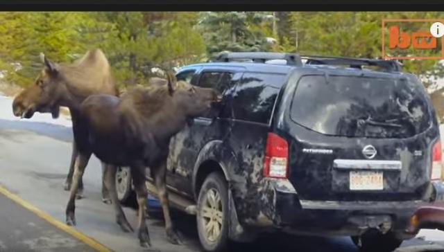 Moose <strong>Free</strong> Service Car Wash - Barcroft Network